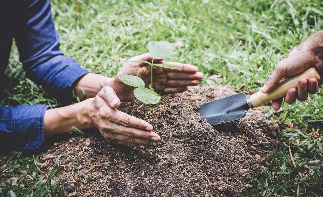 Planting a plant in soil