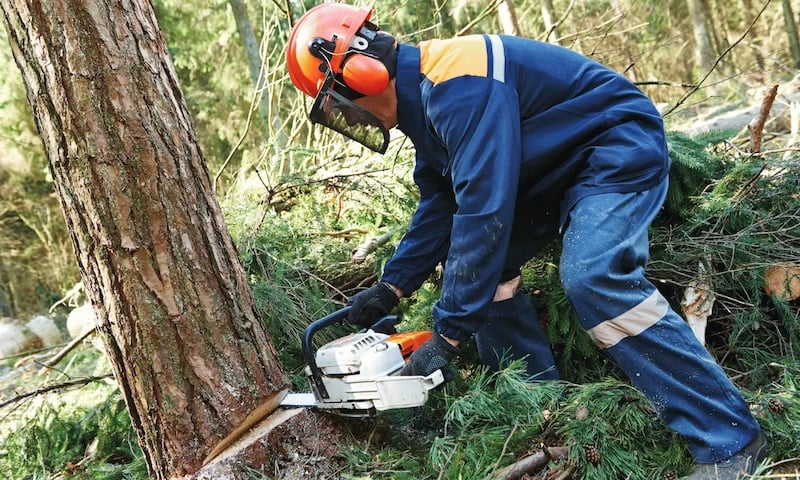 Man cutting down trees in forest with saw