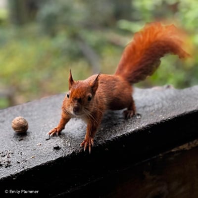 Squirrel eating nuts 1