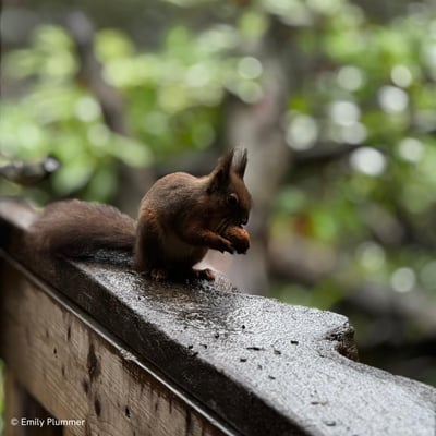 Squirrel eating nuts 4